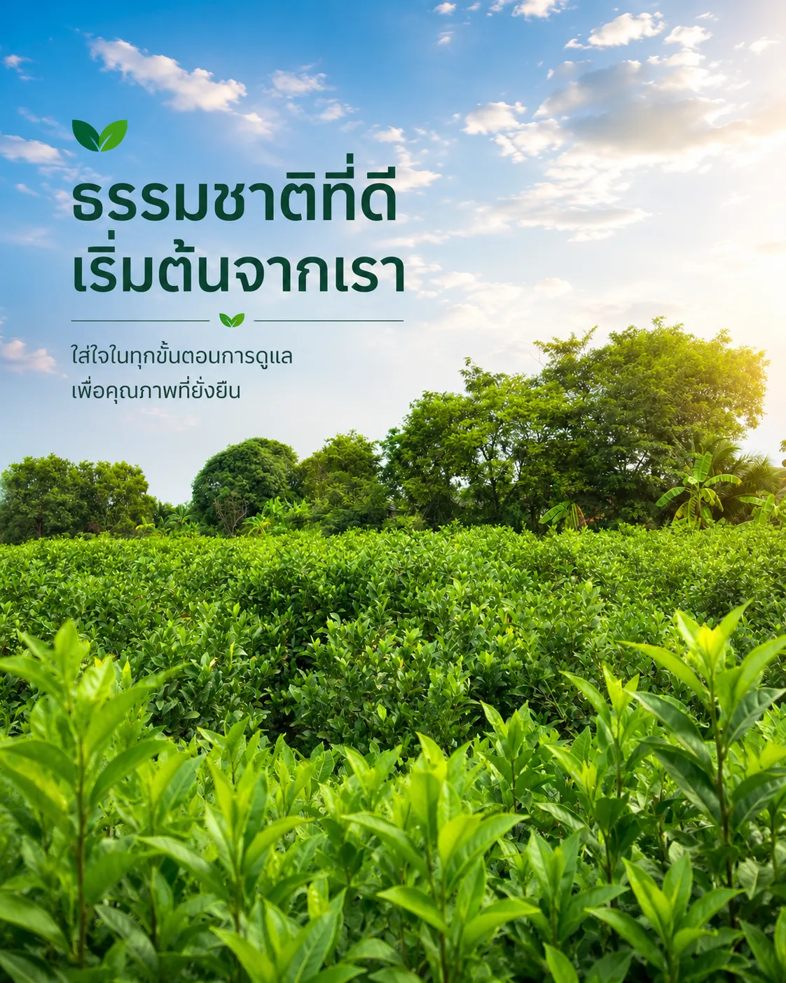 ครอบครัวเจ้าของสวนกำลังคัดใบพุทธรักษาในโรงเรือน